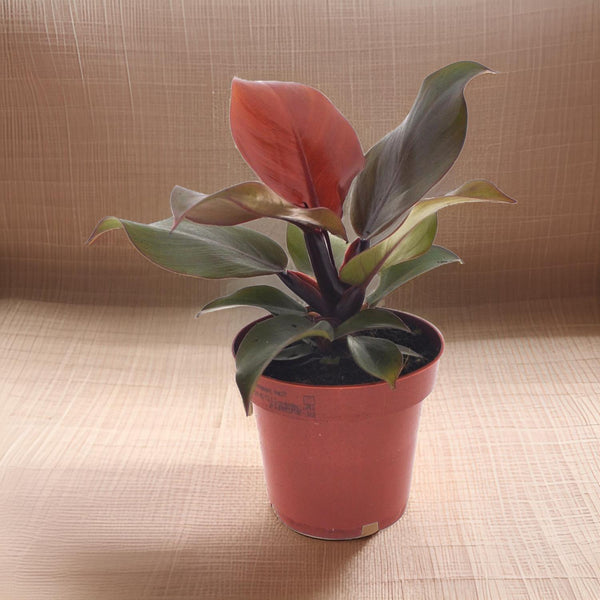 Philodendron Imperial Red - Ø12cm - ↕25cm Everspring