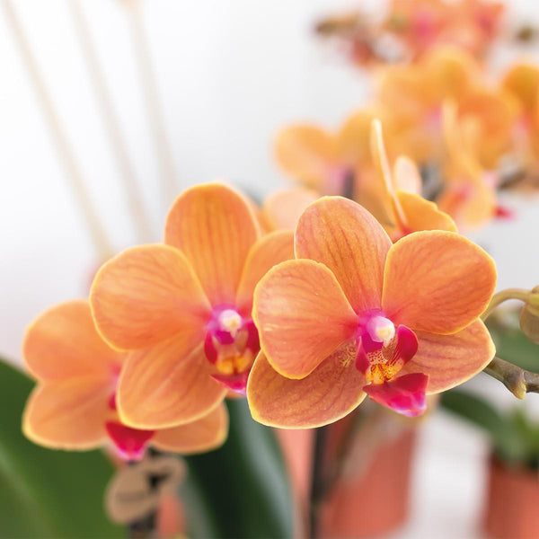 Orchidée Phalaenopsis orange Ø9cm - H35cm