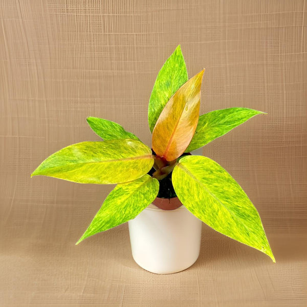 Philodendron Orange Marmalade - Ø10,5cm - ↕15cm Everspring