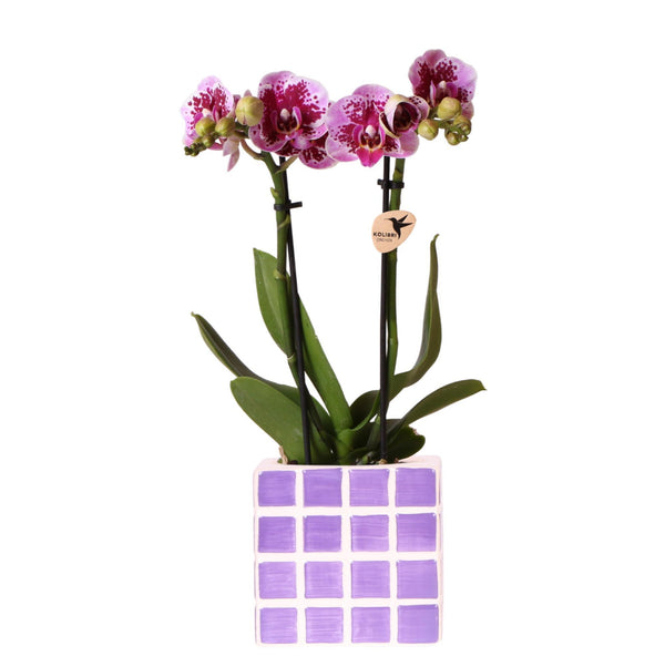 Orchidée phalaenopsis pourpre - El Salvador Ø9cm - H30-35cm dans son pot en céramique