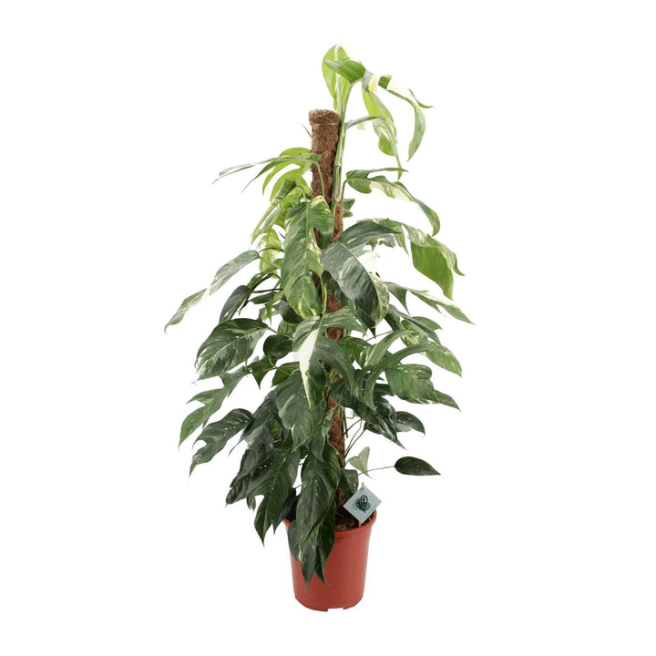 Epipremnum Pinnatum Albo Variegata - Ø24cm - ↕125cm Everspring