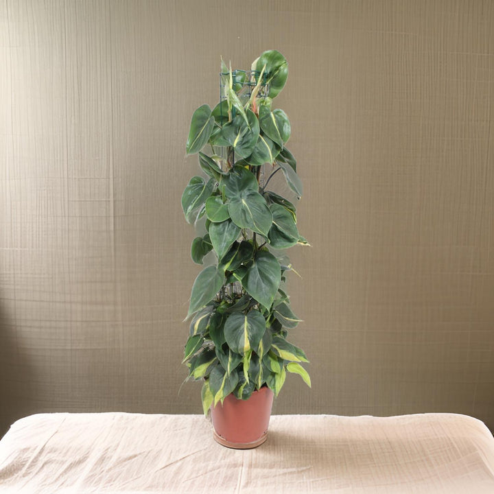 Philodendron Scandens Brasil - Ø24cm - ↕120cm Everspring