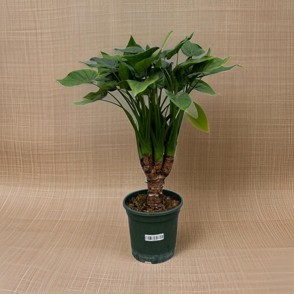 Alocasia Cucullatta stam - 75 cm - Ø26cm Everspring