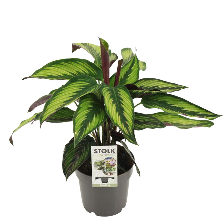 Calathea Majestica Princeps - Ø14cm - ↕45cm Everspring