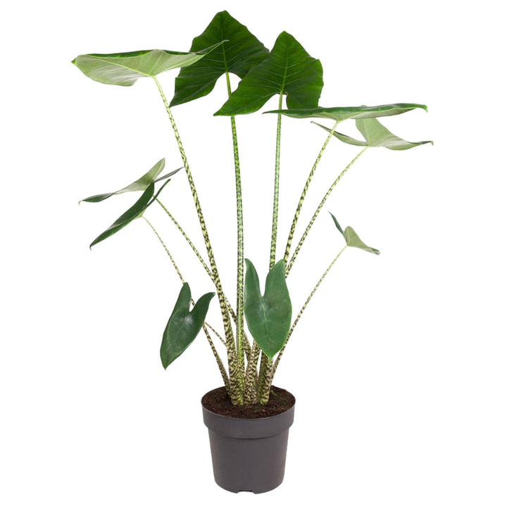 Alocasia Zebrina - 130 cm - ø32 Everspring