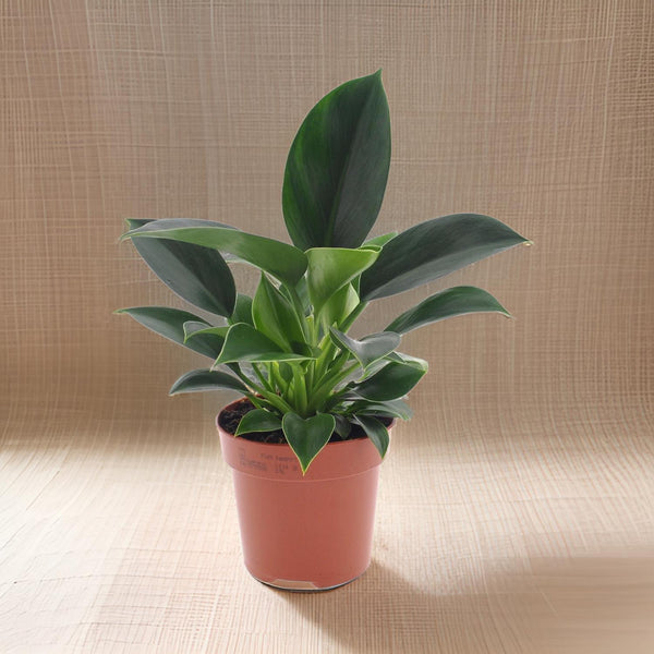 Philodendron Green Princess - Ø12cm - ↕25cm Everspring