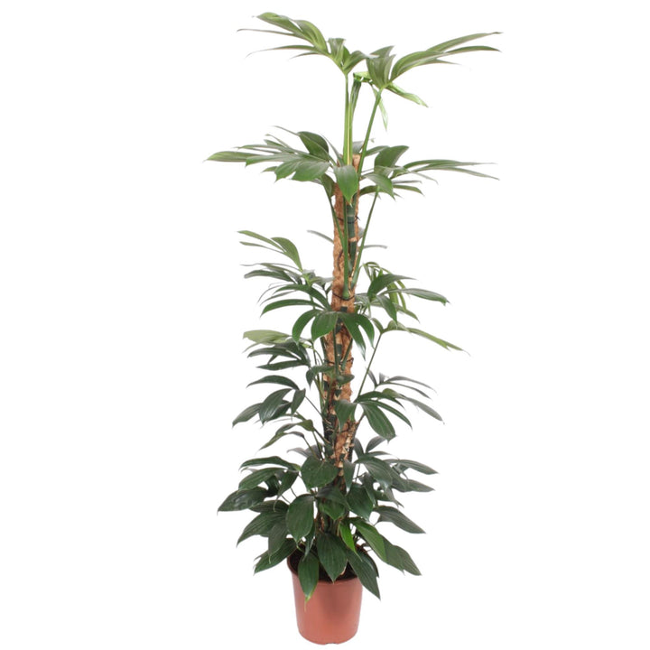 Philodendron Dragon Tail mosstok - 150 cm - ø27 Everspring