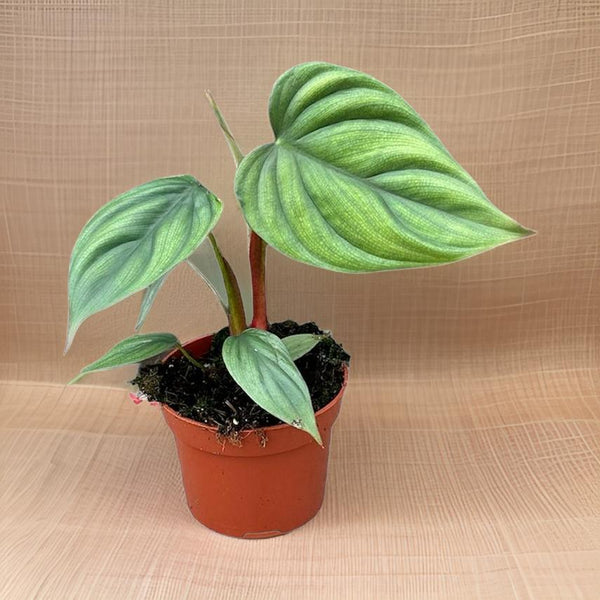 Philodendron Sp Colombia - Ø10,5cm - ↕15cm Everspring