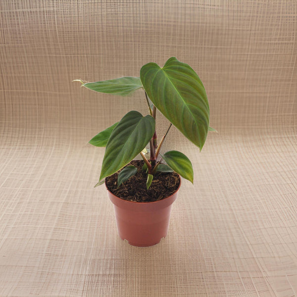 Philodendron Nangaritens 12cm - Ø12cm - ↕25cm Everspring