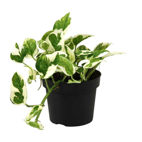 Scindapsus (Epipremnum) N'joy - Ø12cm - ↕15cm Everspring