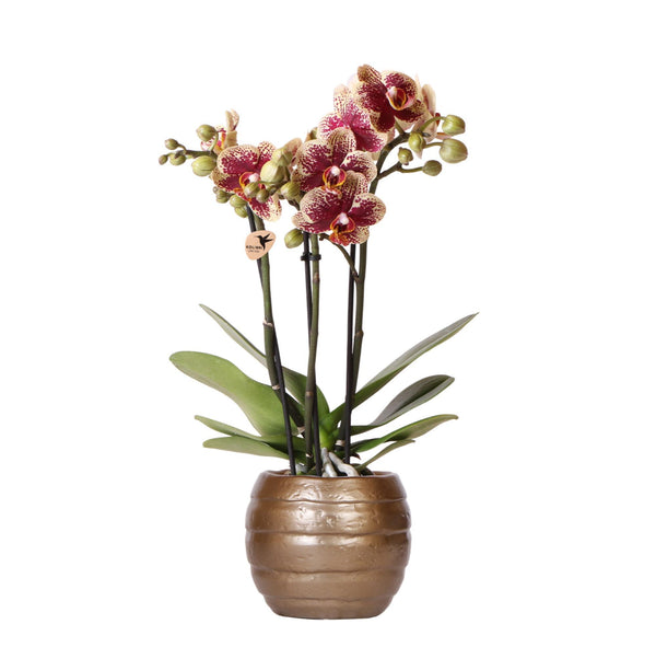 Orchidée phalaenopsis jaune rouge dans son pot en céramique Ø9cm - H30-35cm