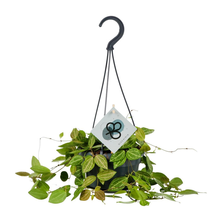 Dischidia Ovata - Ø14cm - ↕40cm Everspring