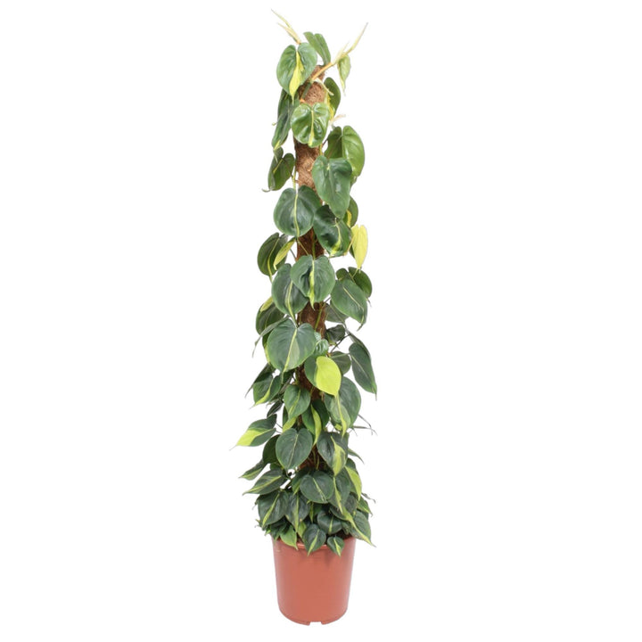 Philodendron Scandens Brasil mosstok - 150 cm - ø27 Everspring