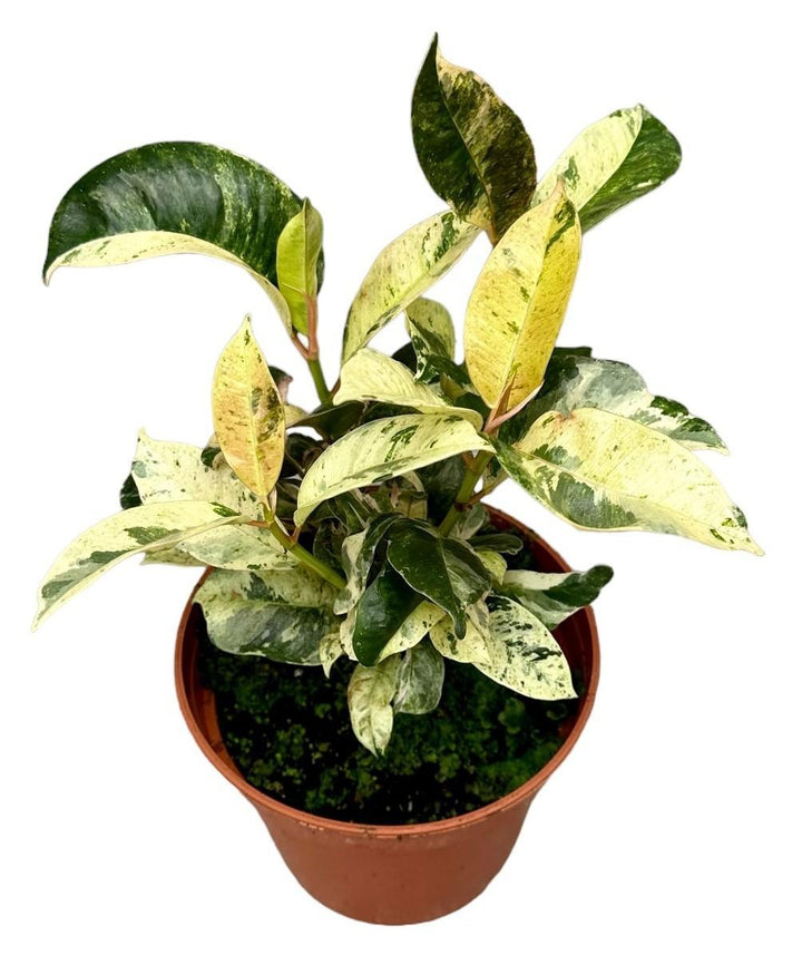 Ficus Moonshine Shivereana - Ø14cm - ↕30cm Everspring