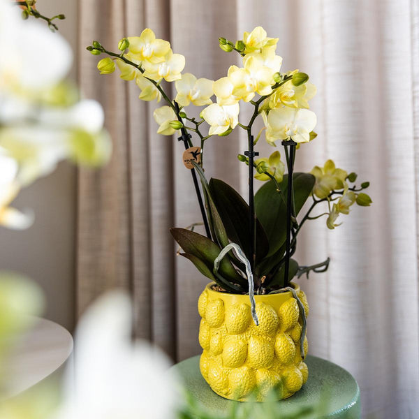 Composition Cadeau - Orchidée Phalaenopsis jaune pâle - Succulentes dans leurs pot en céramique citron