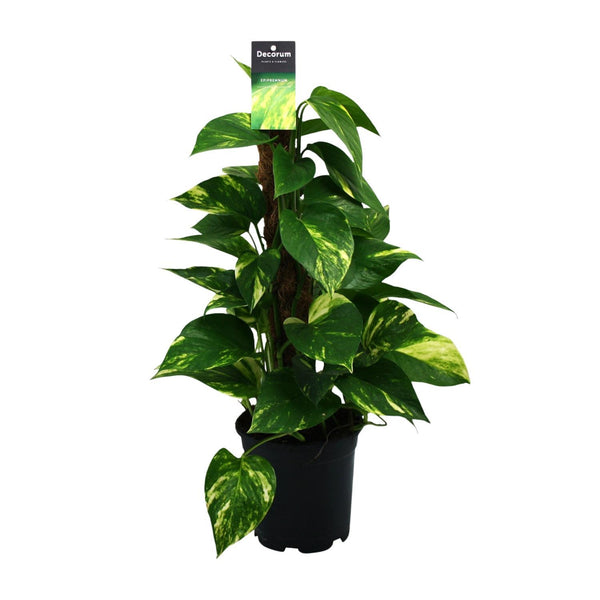 Scindapsus (Epipremnum) - Ø15cm - ↕50cm Everspring