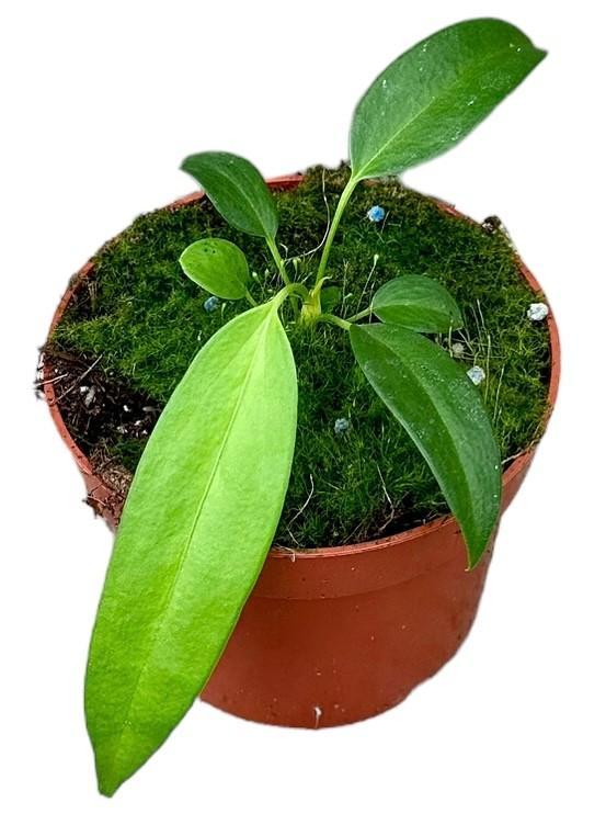 Anthurium Wendlingeri - Ø10,5cm - ↕15cm Everspring