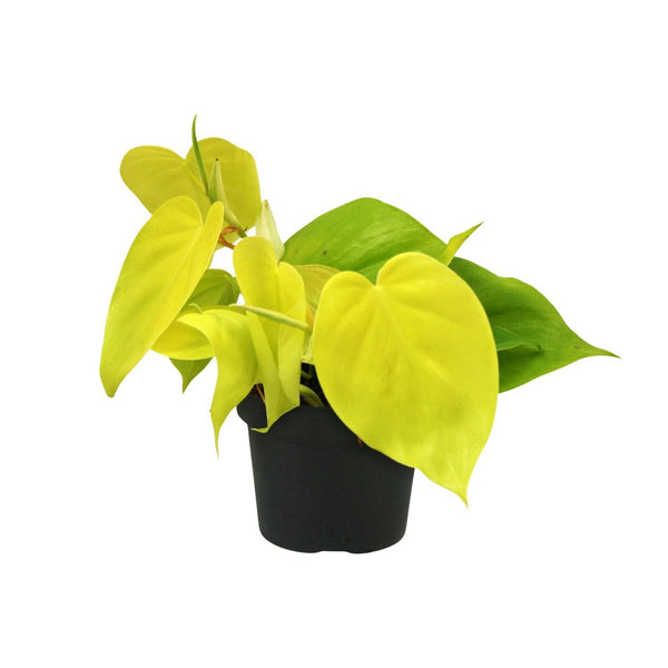 Philodendron Lime - Ø12cm - H20cm