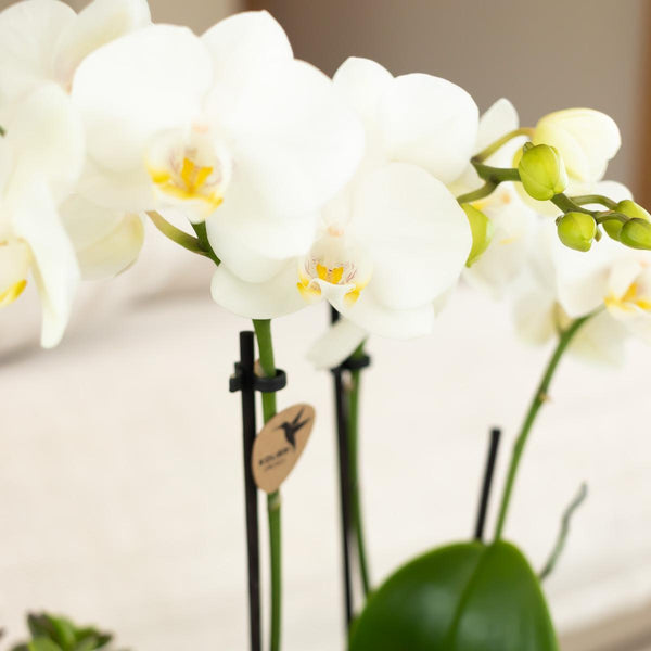 Orchidée Phalaenopsis blanche - Amabilis - Ø9cm - H35-40cm