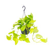 Epipremnum Golden Pothos - Ø15 - ↨25cm Everspring