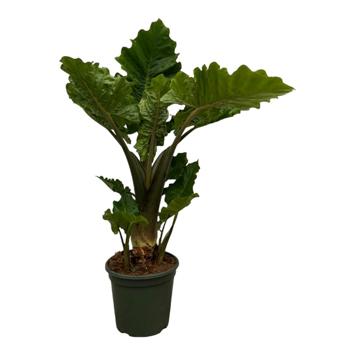 Alocasia Low Raider - 75 cm - Ø26cm Everspring