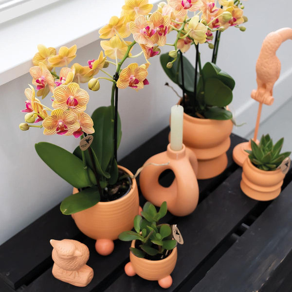 Orchidée Phalaenopsis orange – Jamaica - Ø9cm – H35cm - Dans son pot en céramique orange