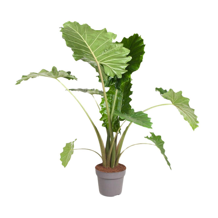 Alocasia Portodora - 150 cm - ø32 Everspring