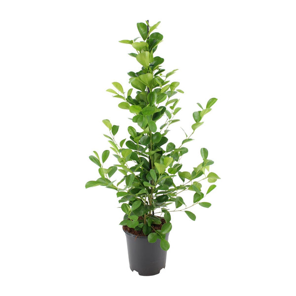 Ficus microcarpa Moclame - Ø21cm - ↕95cm Everspring