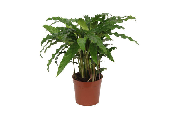 Calathea Bluegrass - 40 cm - Ø12cm Everspring